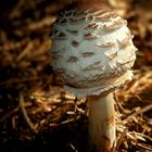 The Fungi World (290) : Shaggy Parasol