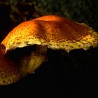 The Fungi World (291) : Golden Scalycap