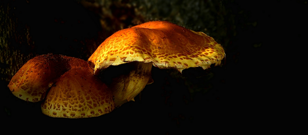 The Fungi World (291) : Golden Scalycap
