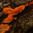 The Fungi World (292) : Wrinkled Crust