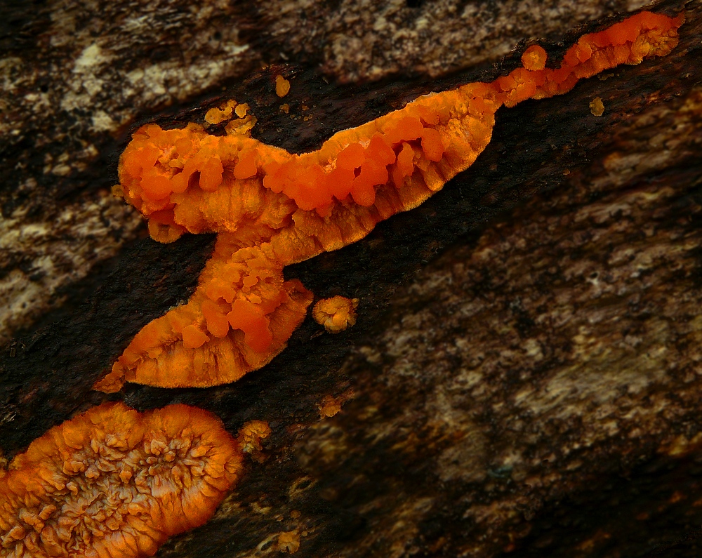 The Fungi World (292) : Wrinkled Crust