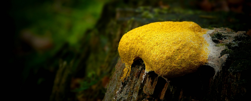 The Fungi World (293) : Dog Vomit Slime Mold