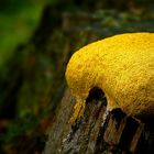 The Fungi World (293) : Dog Vomit Slime Mold