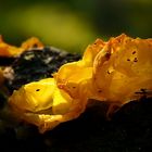 The Fungi World (294) : Yellow Brain fungus