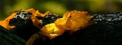 The Fungi World (294) : Yellow Brain fungus