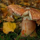 The Fungi World (295) : Blusher