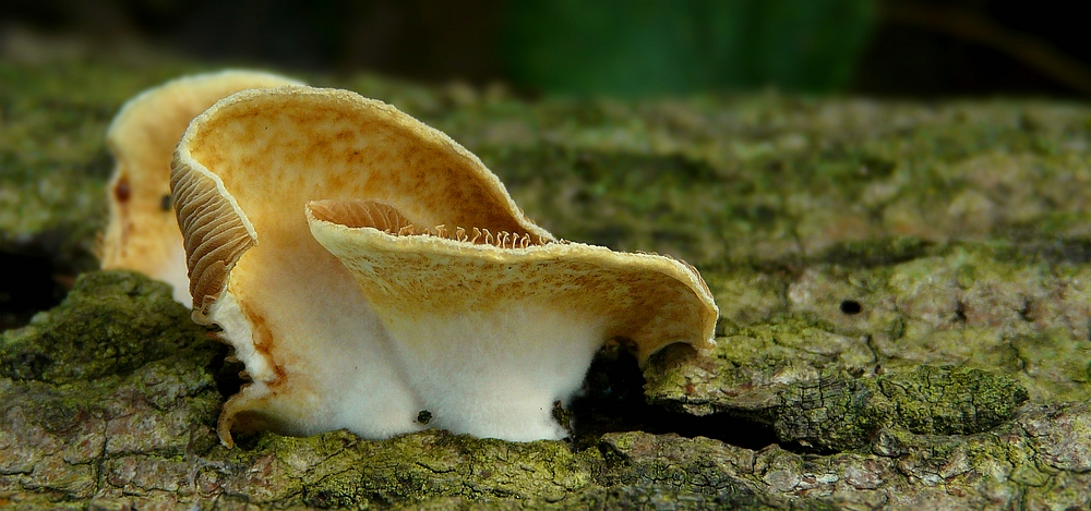 The Fungi World (296) : Oyster Rollrim