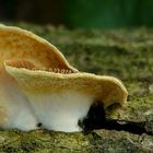 The Fungi World (296) : Oyster Rollrim