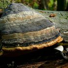 The Fungi World (297) : Hoof fungus & Porcelain fungus