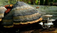 The Fungi World (297) : Hoof fungus & Porcelain fungus