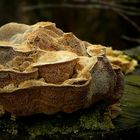 The Fungi World (299) : Brown Flesh Bracket