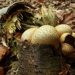 The Fungi world (3) : Common Earthball