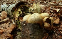 The Fungi world (3) : Common Earthball