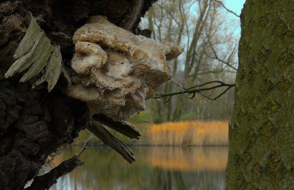 The Fungi world (30) : Tiered tooth