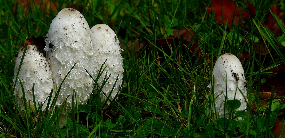 The Fungi World (300) : Shaggy Inkcap