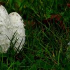 The Fungi World (300) : Shaggy Inkcap