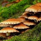 The Fungi World (301) : Shaggy Scalycap