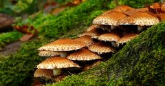 The Fungi World (301) : Shaggy Scalycap