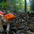 The Fungi World (302) : Fly Agaric 