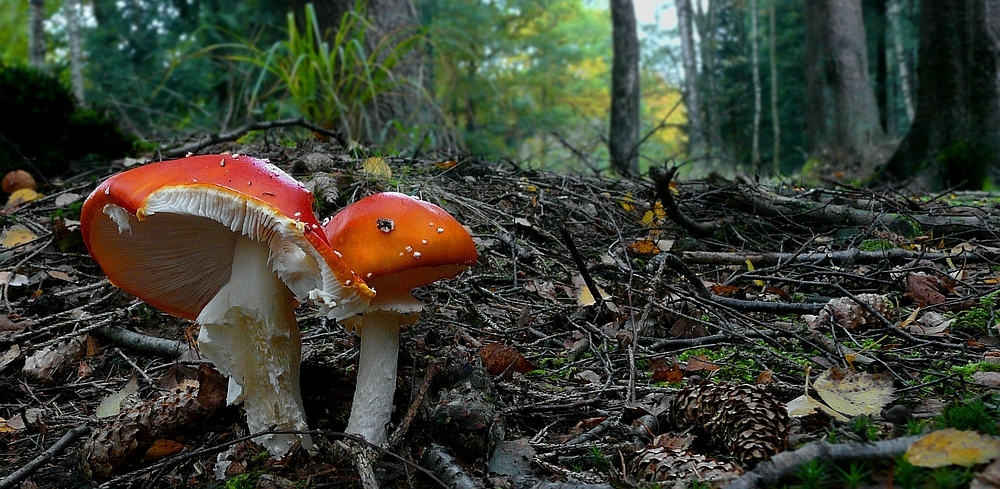 The Fungi World (302) : Fly Agaric 