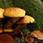 The Fungi world (304) : Tawny Webcap