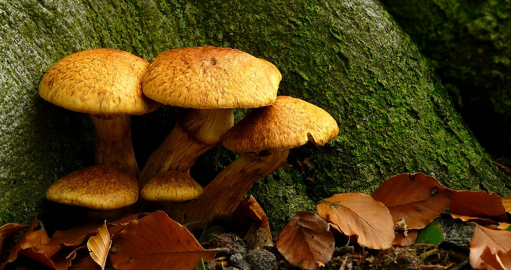 The Fungi world (304) : Tawny Webcap