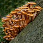 The Fungi World (305) : Honey Fungus