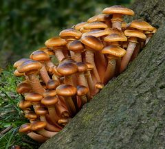 The Fungi World (305) : Honey Fungus