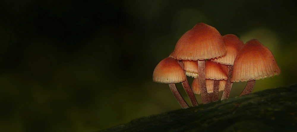 The Fungi World (306) : Burgundydrop Bonnet