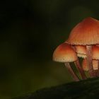 The Fungi World (306) : Burgundydrop Bonnet