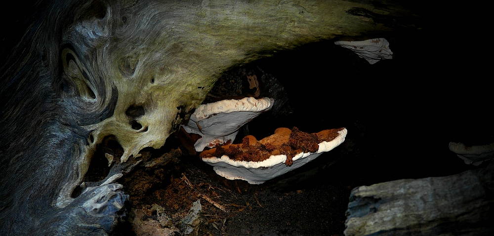 The Fungi World (307) : Root Rot