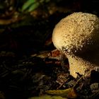 The Fungi World (308) : Common Puffball