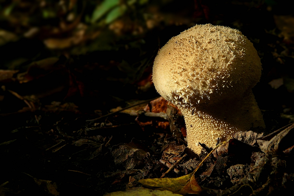 The Fungi World (308) : Common Puffball