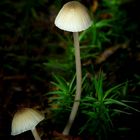 The Fungi World (309) : Satin Shield