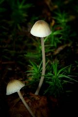 The Fungi World (309) : Satin Shield