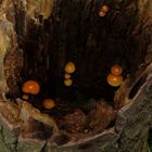 The Fungi world (31) : Velvet Shank