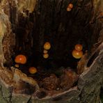 The Fungi world (31) : Velvet Shank