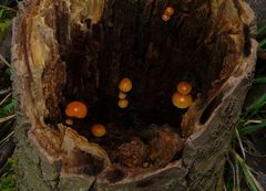 The Fungi world (31) : Velvet Shank