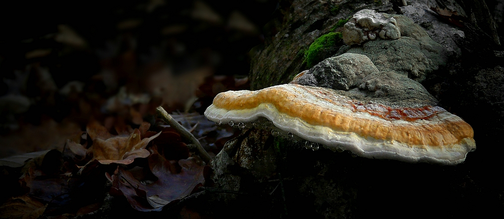 The Fungi World (311) : Red Banded Polypore 