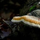 The Fungi World (311) : Red Banded Polypore 