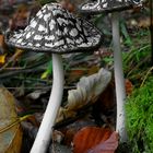 The Fungi World (312) : Magpie Inkcap 