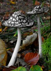 The Fungi World (312) : Magpie Inkcap 