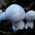 The Fungi World (313) : Pearly Webcap