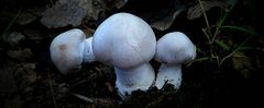 The Fungi World (313) : Pearly Webcap