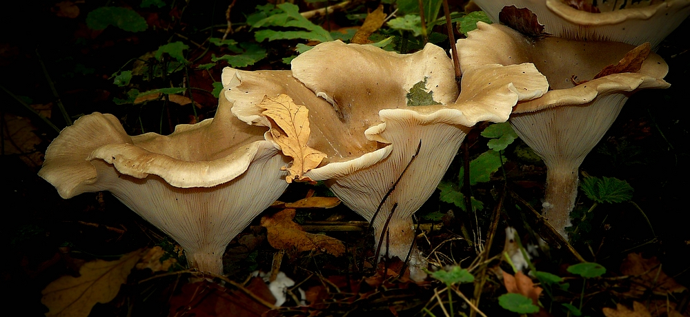 The Fungi World (314) : Trooping Funnel