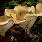 The Fungi World (314) : Trooping Funnel