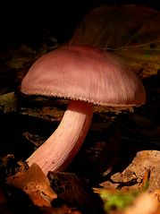 The Fungi World (315) : Rosy Bonnet
