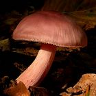 The Fungi World (315) : Rosy Bonnet