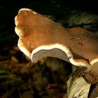 The Fungi World (316) : Birch Polypore