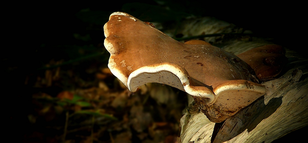 The Fungi World (316) : Birch Polypore